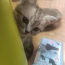 崔小胖