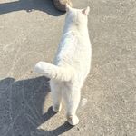 水星固定猫居民