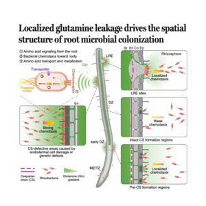 148-Glutamine leakage shapes root microbiota