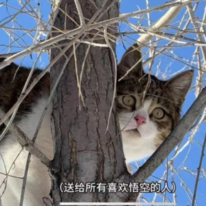 思人生|天上猫，地上人，心中思。