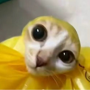 🥪🍦🍤🧋🥓🍮