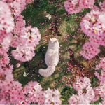 flora-桃桃