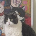 电猫