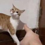 沙發海