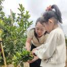 查普曼装甲门卫朗铝艺庭院