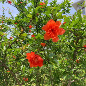 04.让原生家庭帮你长出黑色生命力吧