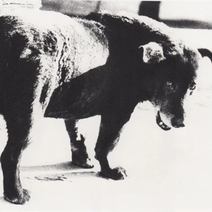 No.68-自喻为狗的森山大道