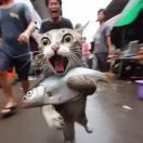 快乐小猫从不跟风版