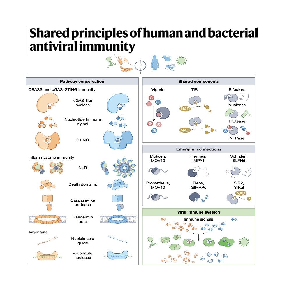 1533-Principles of Human&Bacterial Antiviral Immunity episode artwork