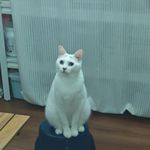 大春_Czr3