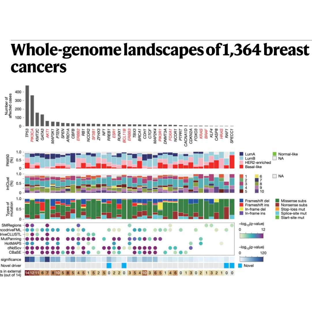333-1,364例乳腺癌全基因组景观