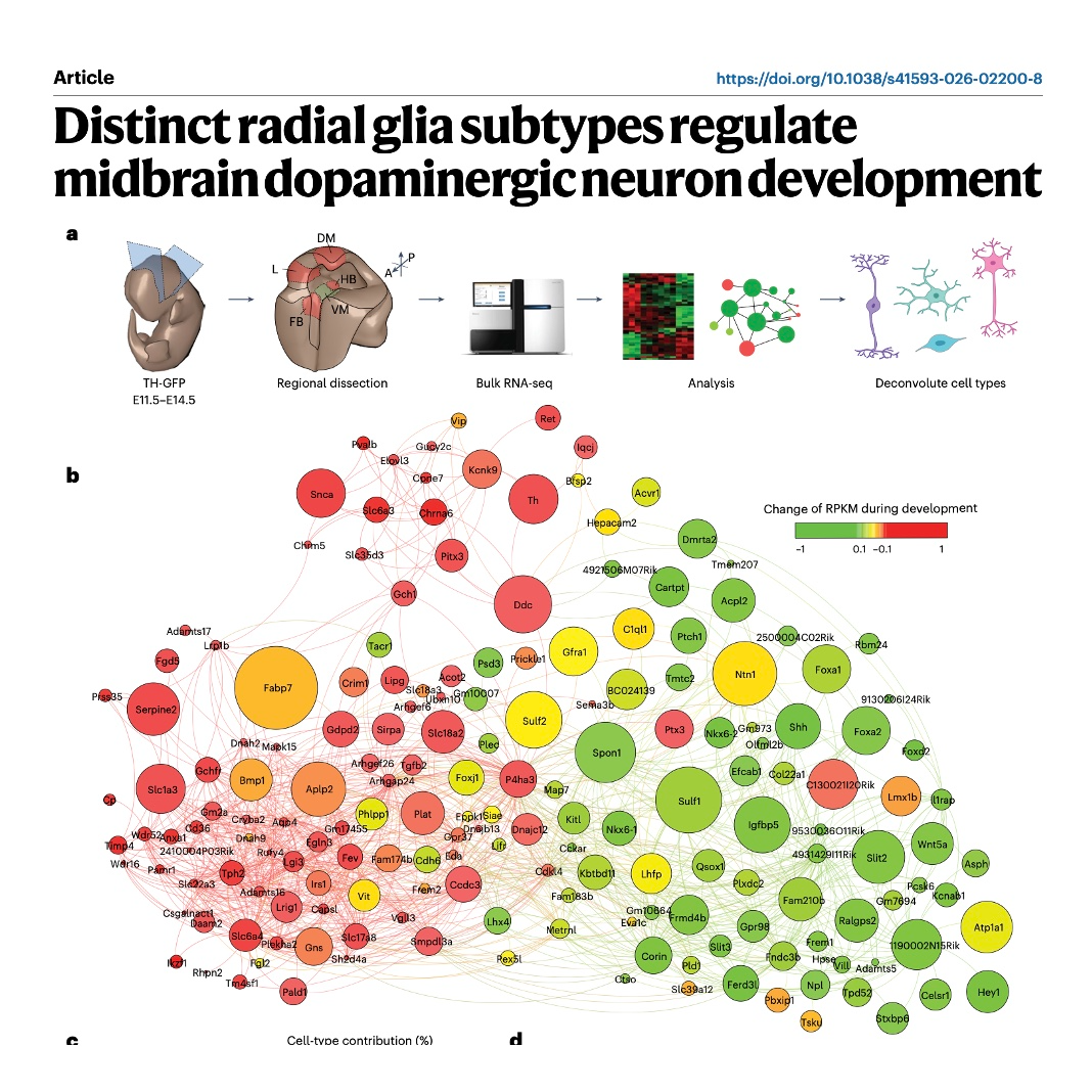 875-Midbrain Dopaminergic Neuron Development episode artwork