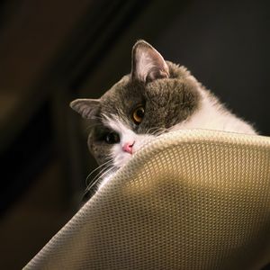 福尔斯