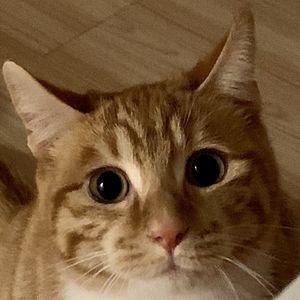 小马过小河