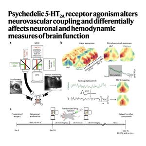 936-Psychedelics Dissociate brain function