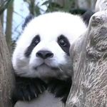 来一碗兔子