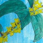 柯德莉-头喂桂花