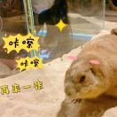 小伍_SV6m