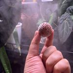 毛毛熊小宇宙