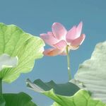 皮卡丘与荷花