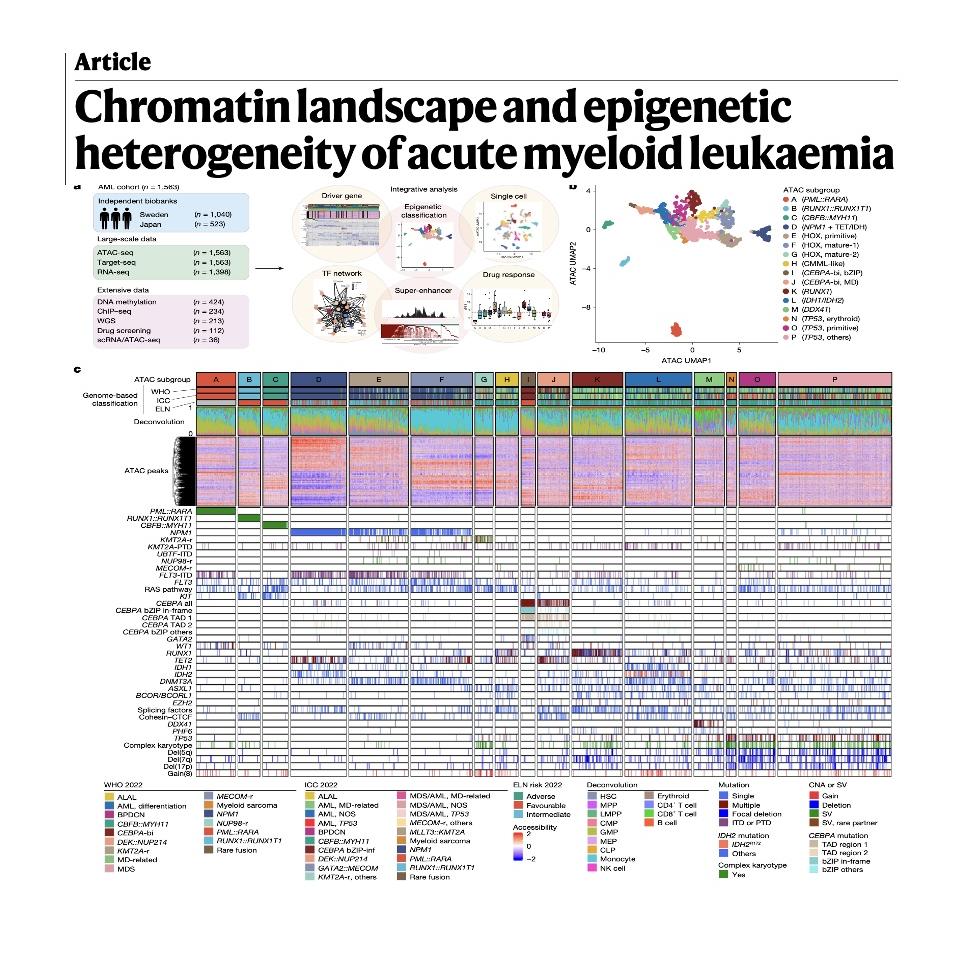 1345-Chromatin Landscape and Epigenetic Heterogeneity of AML episode artwork