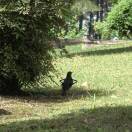 冰川蓝不倒绒芋流