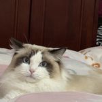 rosyiss