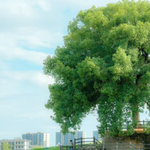 13不惊树尾作风台