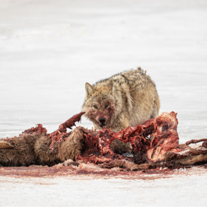 一组无图有真相的动物故事