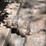 眼镜猫Chloe
