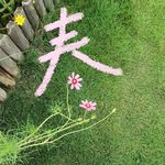 陈皮不焦虑