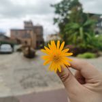 尤尤西柚