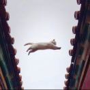 猫三热热闹闹