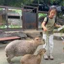 松鼠肉松