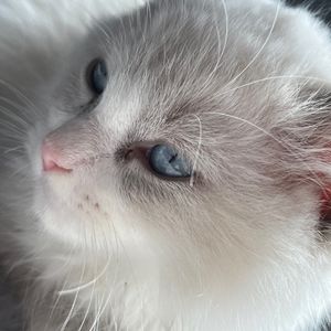 podcaster-avatar