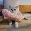 Cathygl
