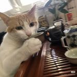 淡淡23