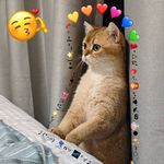 叶司