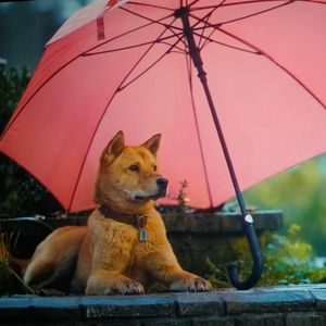 podcaster-avatar