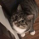 陈嘉铮