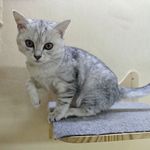 我叫猫猫