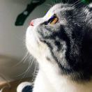 猫猫田