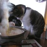 meow_ldqcf
