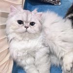 飞翔的鹰free