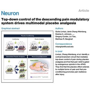 913-Brainstem Circuits Driving Opioid Placebo Analgesia