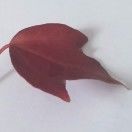 芷芋