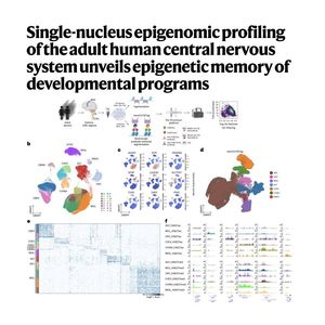 1300-Single-Nucleus Epigenomic Profiling of Adult Human CNS