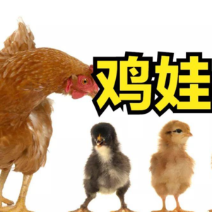 S1 EP23 再聊美国私校——谁在吃瓜,谁在鸡娃,海外育儿的一些思考