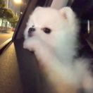 芝麻丸有点甜