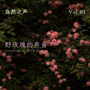听，野玫瑰的声音｜激活副交感神经 平衡 稳定 内心平静
